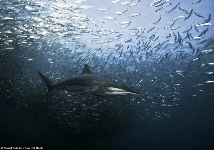 Cá Sardine lớn rất nhanh, dài khoảng 20 cm. Cá Sardine lớn rất nhanh, dài khoảng 20 cm.