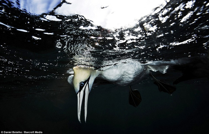 Những kẻ săn mồi rình rập trên đường di cư của đàn cá Sardine. Những kẻ săn mồi rình rập trên đường di cư của đàn cá Sardine.