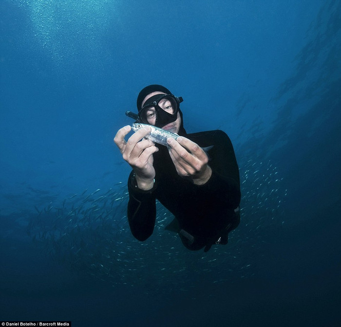 Steve Benjamin - một ngư dân Nam Phi cầm con cá Sardine. Steve Benjamin - một ngư dân Nam Phi cầm con cá Sardine.