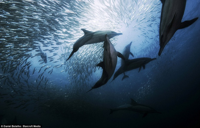 Đến tuổi trưởng thành, chúng lại bơi ngược dòng tìm về nơi sinh sản. Đến tuổi trưởng thành, chúng lại bơi ngược dòng tìm về nơi sinh sản.