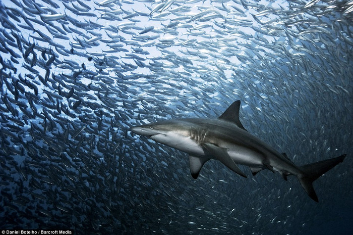 Thức ăn chủ yếu của cá Sardine là các sinh vật phù du. Thức ăn chủ yếu của cá Sardine là các sinh vật phù du.