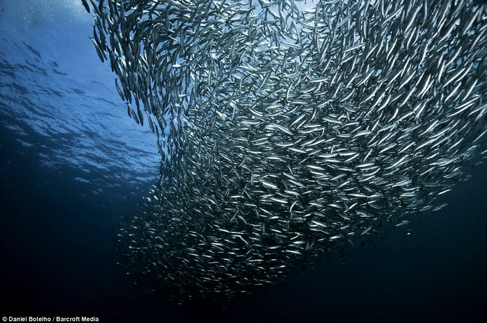 Đàn cá Sardine khổng lồ tìm về vùng biển mát lạnh. Đàn cá Sardine khổng lồ tìm về vùng biển mát lạnh.