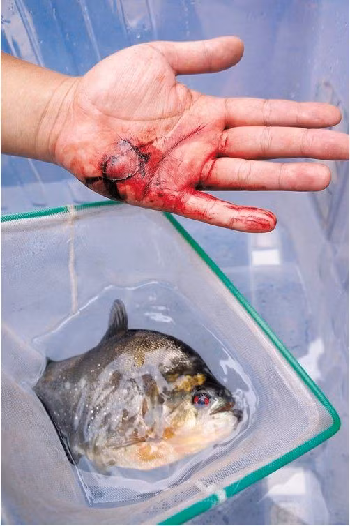 Loài cá ăn thịt hung hăngđã cắn và để lại vết rách trên tay ông Zhang. Loài cá ăn thịt hung hăngđã cắn và để lại vết rách trên tay ông Zhang.