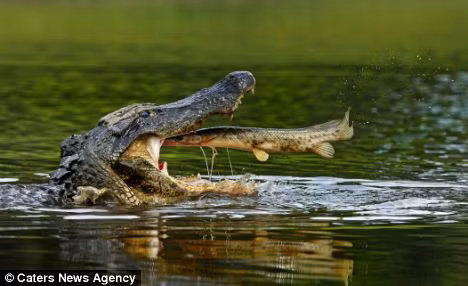 Khoảnh khắc kịch tính. Con cá sấu chắc cũng không thể ngờ rằng nó lại quá may mán đến vậy.