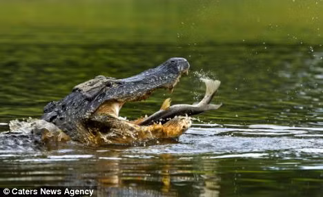 Con cá nhái Florida nhảy thẳng vào miệng con cá sấu đói và không thể tìm được lối thoát.