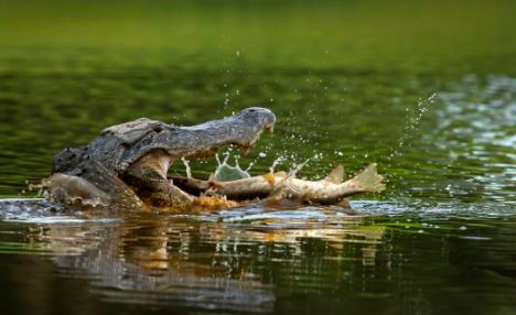 Con cá sấu đảo con mồi trong miệng của nó cho đến khi con cá nằm ở một vị trí thuận lợi để nó có thể nuốt trọn.