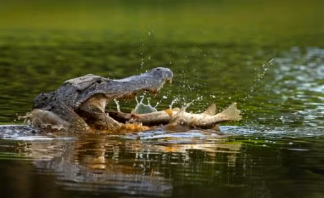 Con cá sấu đảo con mồi trong miệng của nó cho đến khi con cá nằm ở một vị trí thuận lợi để nó có thể nuốt trọn.