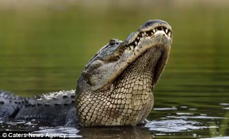 Con cá kém may mắn đang trôi xuống họng của kẻ săn mồi xảo quyệt.