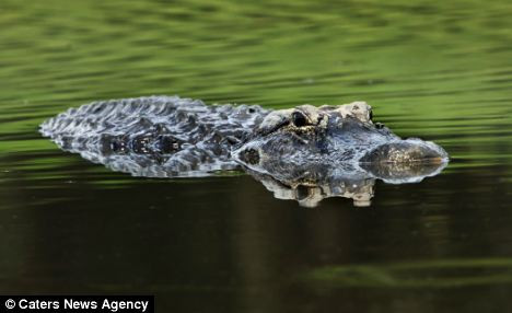 Con cá sấu hài lòng sau bữa ăn lót dạ và tiếp tục nằm phục chờ con mồi tiếp theo, dù sẽ chẳng dễ dàng như thế nữa.