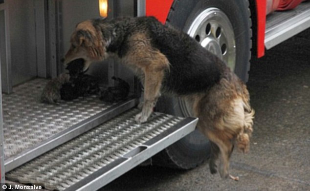 Amanda chạy đi chạy lại nhiều lần giữa ngôi nhà đang bốc cháy và xe cứu hỏa để giải cứu đàn con nhỏ. Amanda chạy đi chạy lại nhiều lần giữa ngôi nhà đang bốc cháy và xe cứu hỏa để giải cứu đàn con nhỏ.