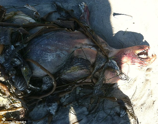 Một sinh vật lạ được cho là chupacabra do một thanh niên 19 tuổi tìm thấy trên bãi biển ở San Diego hồi tháng trước.