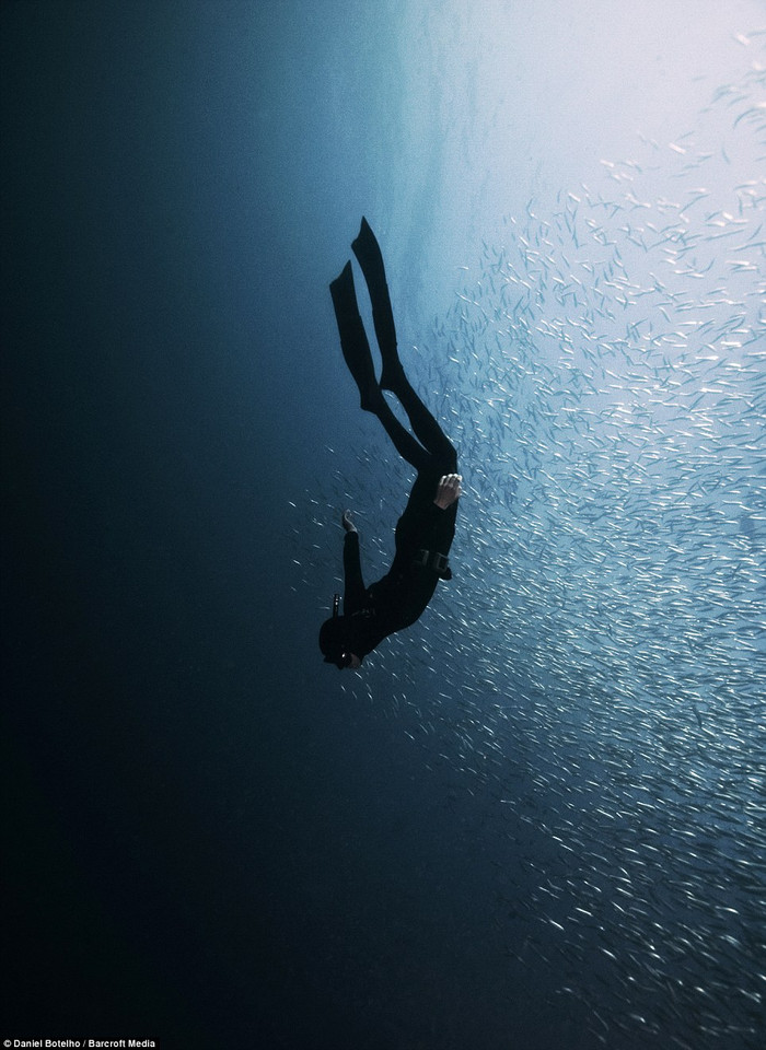 Đàn cá Sardine khổng lồ tìm về vùng biển mát lạnh. Đàn cá Sardine khổng lồ tìm về vùng biển mát lạnh.