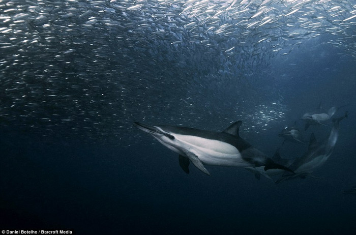 Những kẻ săn mồi rình rập trên đường di cư của đàn cá Sardine. Những kẻ săn mồi rình rập trên đường di cư của đàn cá Sardine.