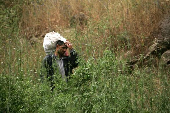 Người dân Syria đang cố trở lại làng Hilat của Syria với số lương thực mua được từ Debbabiyeh, Lebanon ngày 18/5/2011.