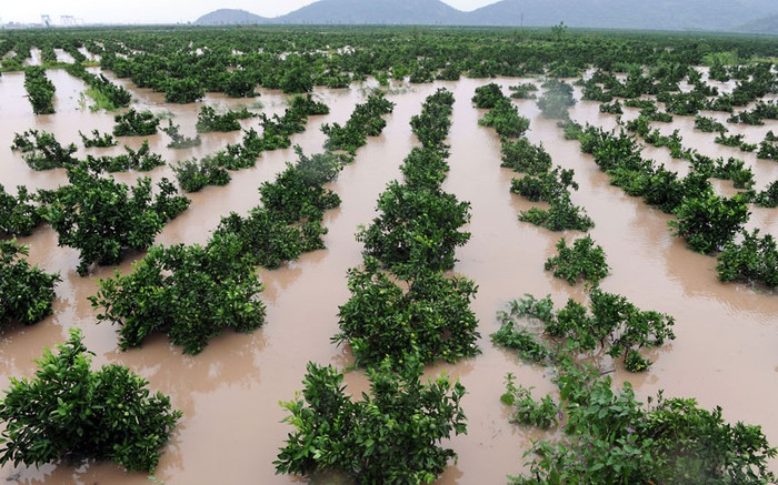 Vườn cam tại Tam Môn, tỉnh Chiết Giang ngập trong nước. Vườn cam tại Tam Môn, tỉnh Chiết Giang ngập trong nước.