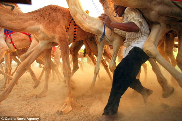 Lạc đà tham gia cuộc đua thường ở độ tuổi lên 2 - độ tuổi sung mãn nhất của loài động vật này.