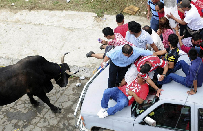Đám người hoảng loạn bỏ chạy leo lên đầu một chiếc xe để tránh sự truy đuổi của một con bò tót hung dữ tại lễ hội thường niên Candlemas ở Tlacotalpan, Mexico ngày 1/2. Đám người hoảng loạn bỏ chạy leo lên đầu một chiếc xe để tránh sự truy đuổi của một con bò tót hung dữ tại lễ hội thường niên Candlemas ở Tlacotalpan, Mexico ngày 1/2.