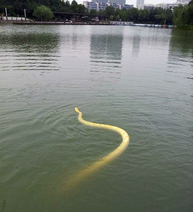 Trăn vàng bơi trong công viên thành phố. Trăn vàng bơi trong công viên thành phố.