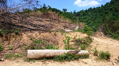 Nhiều thân gõ lớn bị chặt hạ (ảnh:PT) Nhiều thân gõ lớn bị chặt hạ (ảnh:PT)