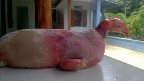 Phần đầu con "quái thú" giống hệt gà (ảnh: ĐỨC THIỆN) Phần đầu con "quái thú" giống hệt gà (ảnh: ĐỨC THIỆN)