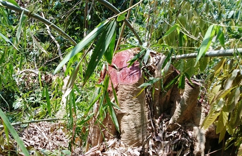 Nhiều cây gỗ lớn trong rừng vựa bị "hạ sát" (ảnh: PT) Nhiều cây gỗ lớn trong rừng vựa bị "hạ sát" (ảnh: PT)