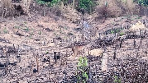 Chỉ trong một thời gian ngắn, hàng chục ha diện tích đất có rừng đã nằm trơ trọi (ảnh: PT) Chỉ trong một thời gian ngắn, hàng chục ha diện tích đất có rừng đã nằm trơ trọi (ảnh: PT)