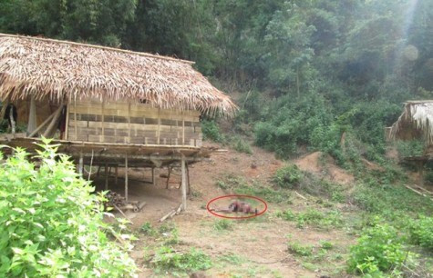 Thi thể anh Thọ được phát hiện ngay dưới chân lán canh nương rẫy của gia đình với nhiều vết chém sâu ở cổ và mặt (ảnh Anh Duy) Thi thể anh Thọ được phát hiện ngay dưới chân lán canh nương rẫy của gia đình với nhiều vết chém sâu ở cổ và mặt (ảnh Anh Duy)