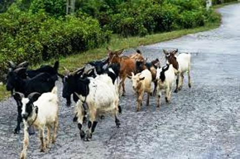 Ảnh minh họa (nguồn: internet) Ảnh minh họa (nguồn: internet)