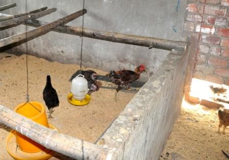 Gà được mua từ nguồn vốn “Chương trình mục tiêu quốc gia xây dựng nông thôn mới” được cấp cho cán bộ xã Quế An. ảnh: dantri Gà được mua từ nguồn vốn “Chương trình mục tiêu quốc gia xây dựng nông thôn mới” được cấp cho cán bộ xã Quế An. ảnh: dantri