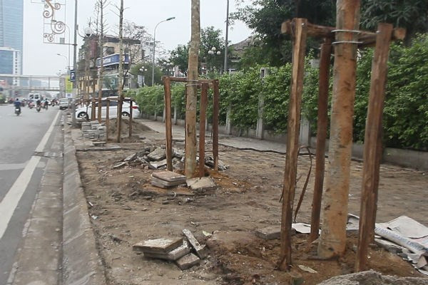 Viện Khoa học lâm nghiệp Bộ Nông nghiệp và Phát triển Nông thôn khẳng định loại cây trồng trên đường Nguyễn Chí Thanh là "cây Mỡ". ảnh: vnn Viện Khoa học lâm nghiệp Bộ Nông nghiệp và Phát triển Nông thôn khẳng định loại cây trồng trên đường Nguyễn Chí Thanh là "cây Mỡ". ảnh: vnn