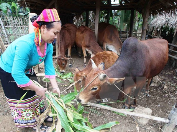 Chương trình 30a của Chính phủ đã phát huy được một số kết quả nhất định. ảnh: TTXVN. Chương trình 30a của Chính phủ đã phát huy được một số kết quả nhất định. ảnh: TTXVN.