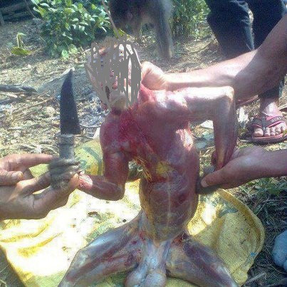 Một hành động dã man của con người đối với động vật