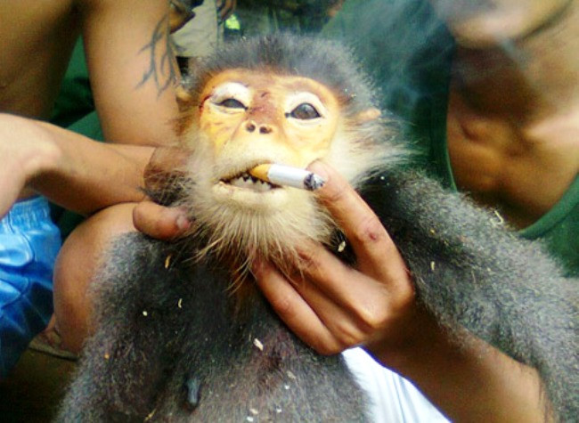 Bức ảnh mô tả nhóm thanh niên hành hạ hai con vật trước khi làm thịt.