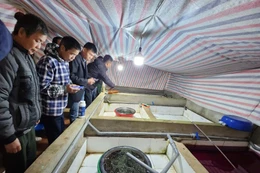 Kinh tế tuần hoàn từ rác hữu cơ: Trao sinh kế giảm nghèo cho người dân vùng miền núi Thanh Hóa