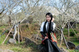 Giới trẻ "rần rần" check-in cây mận cổ thụ trắng muốt đẹp như phim tại Sun World Fansipan Legend