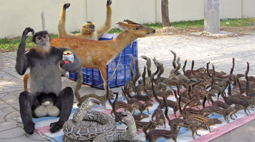 Nhiều người đi đường không khỏi ngỡ ngàng trước hàng chục thú nhồi bông xếp ngổn ngang bên quốc lộ 1A (Q.12, TP.HCM): voọc chân đen, voọc chân xám, nai rừng, sóc bay… Ảnh: Tuổi trẻ cuối tuần.