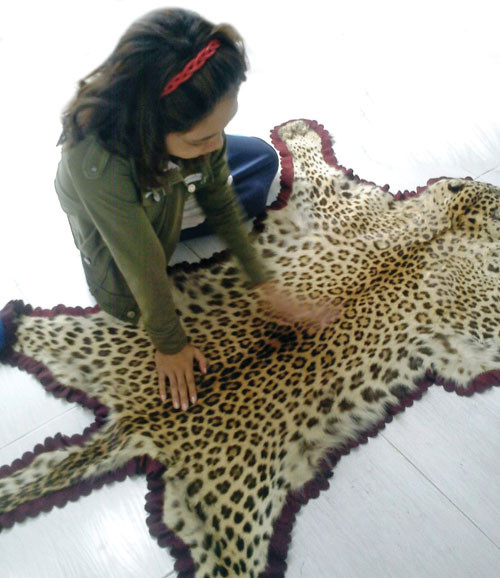 Một bộ da báo hoa mai xuất xứ từ châu Âu có giá tới hàng trăm triệu đồng - Ảnh: Tuổi trẻ cuối tuần.