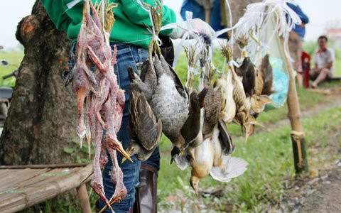 Những chú chim khi được “thượng đế” đồng ý thì sẽ được người chủ vặt lông ngay khi còn sống. Sau khi bộ lông bị vặt sạch, những chú chim trở nên trùi trũi, co ro run lên từng hồi trong cái lạnh. Ảnh Vietnamnet.