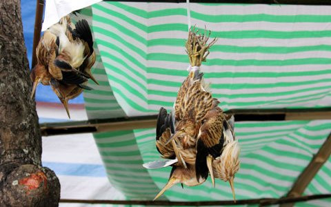 Đã nhiều năm qua, người đi trên đường QL8A, cách thị trấn Đức Thọ (Hà Tĩnh) độ khoảng 500m không còn lạ với cảnh những quầy hàng chim với đủ các loại được bày bán công khai bên cạnh đường. Ảnh Vietnamnet.