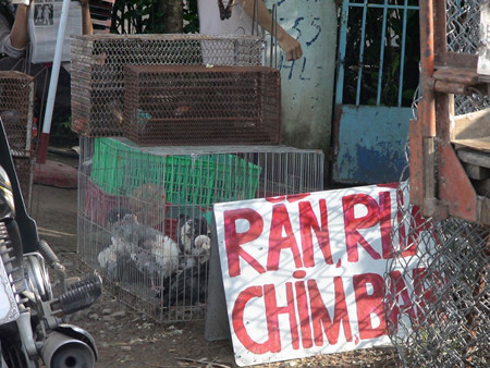 Rất nhiều loại thú rừng được nhốt vào chuồng sắt chờ mổ thịt. Ảnh: Lao động.