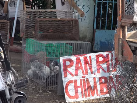 Rất nhiều loại thú rừng được nhốt vào chuồng sắt chờ mổ thịt. Ảnh: Lao động.