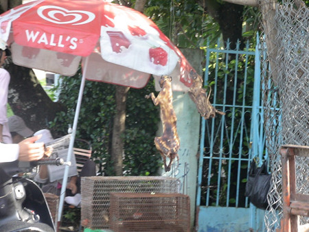 Không riêng gì chim trời bị thảm sát, tại nhiều nơi cảnh tượng bày bán công khai thịt thú rừng không còn là một hiện tượng hiếm hoi với người đi đường. Hầu như người bán chẳng tỏ vẻ sợ hãi hay bất cứ cảnh giác nào khi có ngành chức năng kiểm tra. Rất nhiều thịt rừng được làm sẵn và treo lủng lẳng trên các sạp để chào đón khách, chưa kể cạnh gần đó còn rất nhiều lồng, chuồng nhốt thú rừng sống chờ xẻ thịt. Ảnh: Lao động.