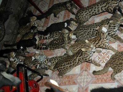 Bầy thú rừng này đã bị biến thành những con thú cảnh cho những ai có sở thích này. Ảnh: Vietnamnet.