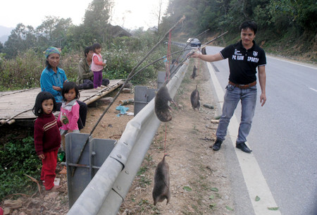 Chợ dúi hoang dã tại Cao Bằng. Người dân địa phương vào rừng tìm đào bắt dúi, mang ra khu vực chân đèo Tài Hồ Sìn trên quốc lộ 3 bán cho du khách.