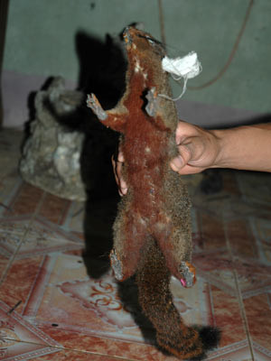 Sóc, lợn rừng, đầu bò tót... những loài thú quý có nguy cơ tuyệt diệt. Ảnh Vietnamnet.