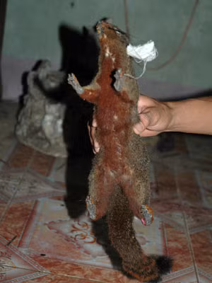 Sóc, lợn rừng, đầu bò tót... những loài thú quý có nguy cơ tuyệt diệt. Ảnh Vietnamnet.