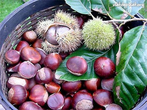 28. Hạt dẻ nóng: "Mùi thơm của hạt dẻ rang trên bếp lửa đưa ta về ký ức tuổi thơ khi nghe bản thánh ca mùa Giáng sinh", CNNGo bình phẩm về món hạt dẻ nóng của Việt Nam. Loại hạt này phổ biến ở các tỉnh phía Bắc như: Cao Bằng, Lạng Sơn, Lào Cai... Ăn đâu: Phố Tô Tịch HN. 28. Hạt dẻ nóng: "Mùi thơm của hạt dẻ rang trên bếp lửa đưa ta về ký ức tuổi thơ khi nghe bản thánh ca mùa Giáng sinh", CNNGo bình phẩm về món hạt dẻ nóng của Việt Nam. Loại hạt này phổ biến ở các tỉnh phía Bắc như: Cao Bằng, Lạng Sơn, Lào Cai... Ăn đâu: Phố Tô Tịch HN.