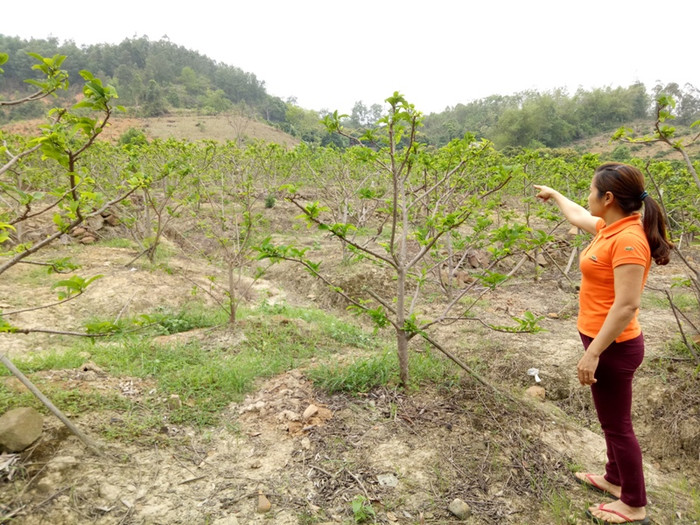 Diện tích đât của gia đình chị Trương Thị Yến đang trồng cây Na, Vải cho thu nhập hàng năm cả trăm triệu nhưng chị đang lo lắng về dự án siêu nghĩa trang An Phúc Viên sẽ "nuốt" trọn diện tích đất của gia đình chị (ảnh nguồn Giáo dục Việt Nam) Diện tích đât của gia đình chị Trương Thị Yến đang trồng cây Na, Vải cho thu nhập hàng năm cả trăm triệu nhưng chị đang lo lắng về dự án siêu nghĩa trang An Phúc Viên sẽ "nuốt" trọn diện tích đất của gia đình chị (ảnh nguồn Giáo dục Việt Nam)