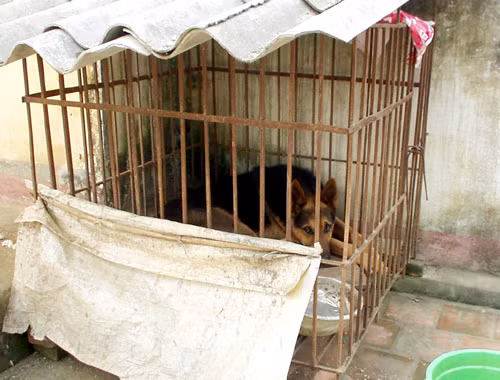 Chó Tây thay cho bảo vệ.