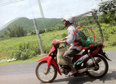 Chú khỉ tuy đã ngồi trong lồng nhưng vẫn ôm cho chắc. Ảnh: Ngoc Minh